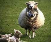 BORN AGAIN AS A THIEF, WE GOT THE PROOF , 3 PERSON CAN TESTIFY BORN AGAIN AS A THIEF, WE GOT THE PROOF , 3 PERSON CAN TESTIFY